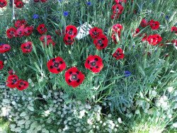 frutti-antichi-fiori-rassegna-castello-paderna-01 frutti-antichi-fiori-rassegna-castello-paderna-01