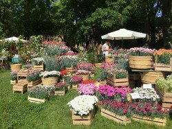 frutti-antichi-fiori-rassegna-castello-paderna-06 frutti-antichi-fiori-rassegna-castello-paderna-06